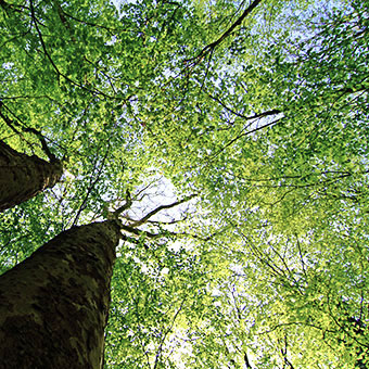 Baum Baum